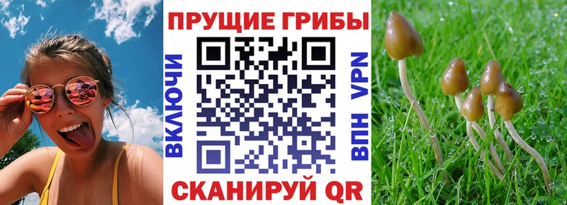 Псилоцибиновые грибы мицелий  Спас-Деменск 